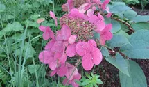Hortensie