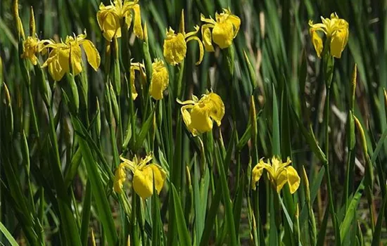 Iris pseudacorus