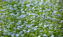 Blauer Bubikopf