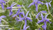 Blauer Bubikopf