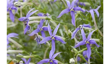 Blauer Bubikopf