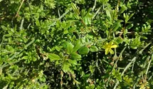 Winterjasmin