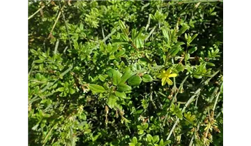 Winterjasmin