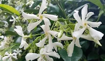 Echter Jasmin