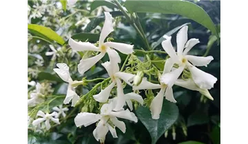 Echter Jasmin