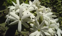 Echter Jasmin