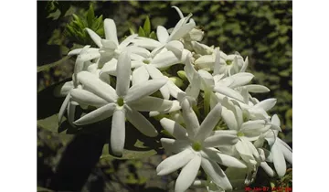 Echter Jasmin