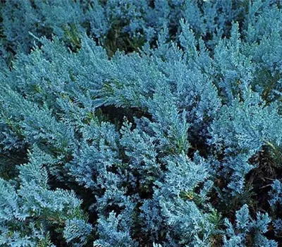 Juniperus horizontalis 'Icee Blue'
