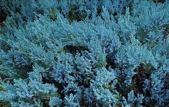 Juniperus horizontalis 'Icee Blue'