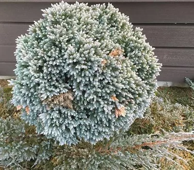 Juniperus squamata 'Blue Star'