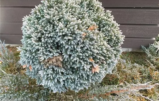 Juniperus squamata 'Blue Star'