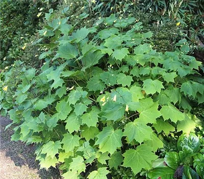 Kirengeshoma palmata