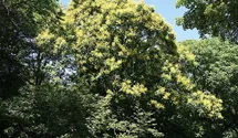 Blasenbaum