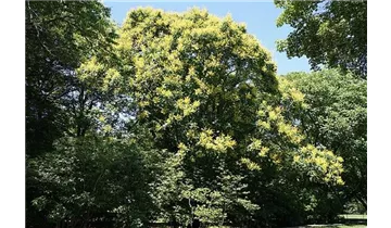 Blasenbaum