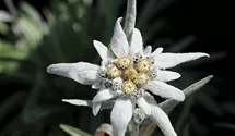 Edelweiss