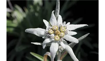Edelweiss