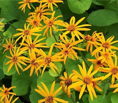 Ligularia dentata