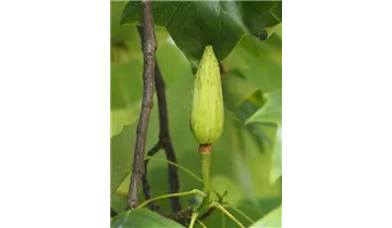 Tulpenbaum