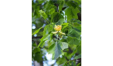 Tulpenbaum