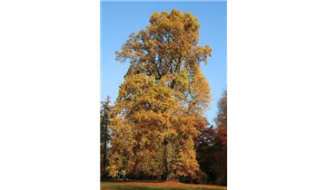 Tulpenbaum