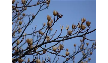 Tulpenbaum