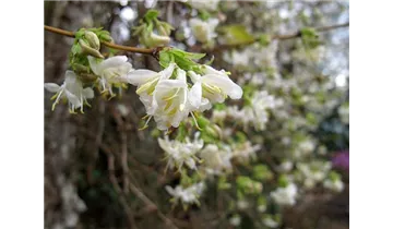 Lonicera purpusii (x)