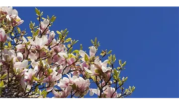 Grossblütige Magnolie