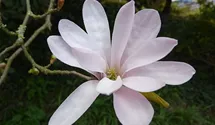 Magnolie