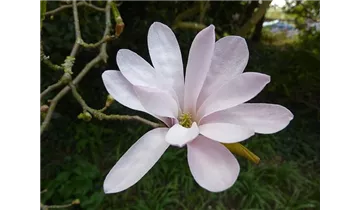 Magnolie