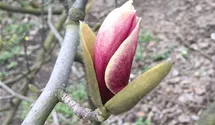 Tulpen Magnolie
