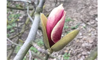 Tulpen Magnolie