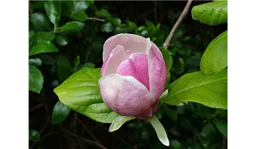 Tulpen Magnolie