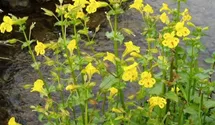 Gauklerblume
