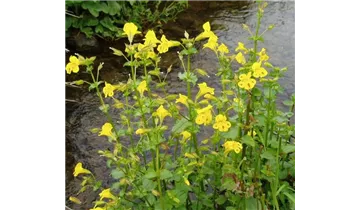 Gauklerblume