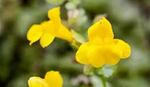 Gauklerblume