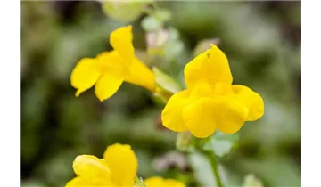 Gauklerblume