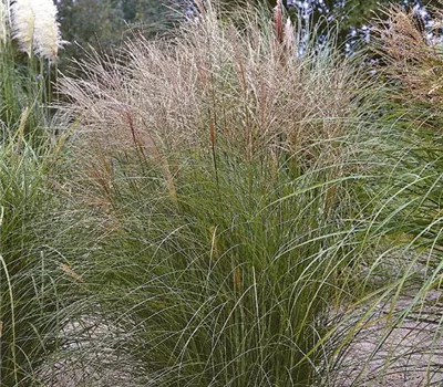 Miscanthus sinensis 'Kleine Silberspinne'