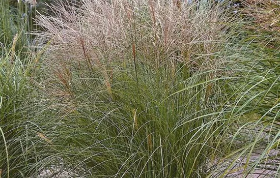 Miscanthus sinensis 'Kleine Silberspinne'