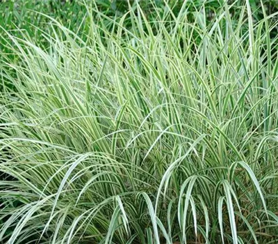 Miscanthus sinensis 'Variegatus'