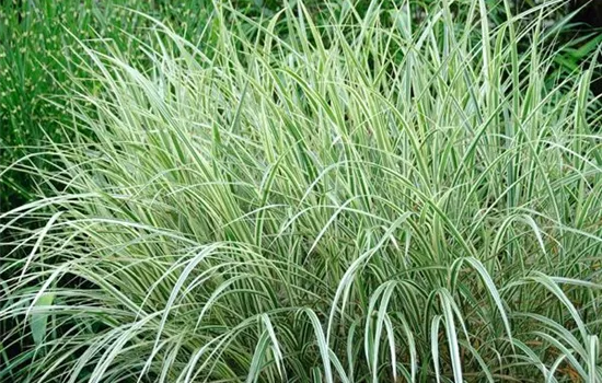Miscanthus sinensis 'Variegatus'