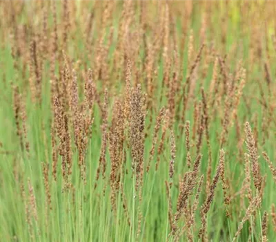 Molinia caerulea 'Moorhexe'