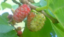 Schwarzer Maulbeerbaum