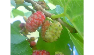 Schwarzer Maulbeerbaum