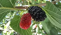 Schwarzer Maulbeerbaum