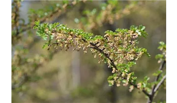 Scheinbuche