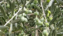 Olivenbaum