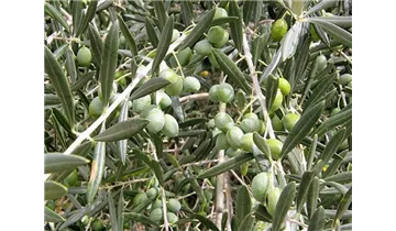 Olivenbaum