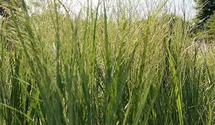 Rutenhirse