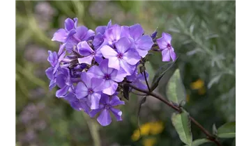 Hoher Staudenphlox