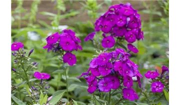 Hoher Staudenphlox